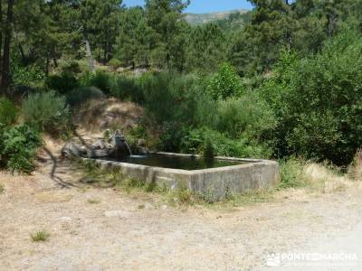 Pinares de Piedralaves; lagunas de peñalara viajes de autor gr 48